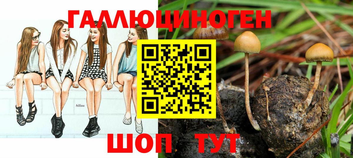 Зеленогорск  Галлюциногенные грибы Psilocybe  Вход с VPN 